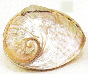 Special Sale 5423 Kubla 5423 Abalone $25.99
