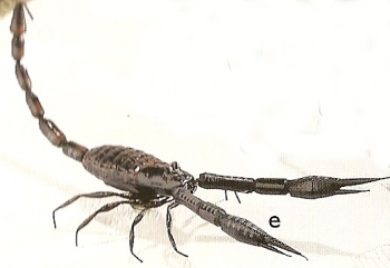 Kubla 5605 Scorpion Set Of 12 Pic E $36.99