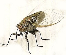 Kubla 5627 Cicada Set Of 12 Pic L $23.99