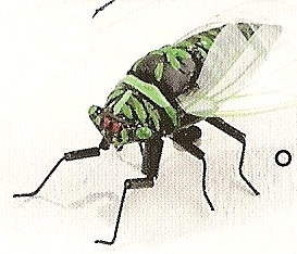 Kubla 5627LG Cicada Set Of 12 Large Cicada Magnets $36.99