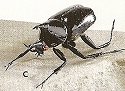 Beetles