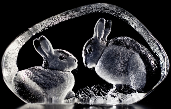 Rabbits